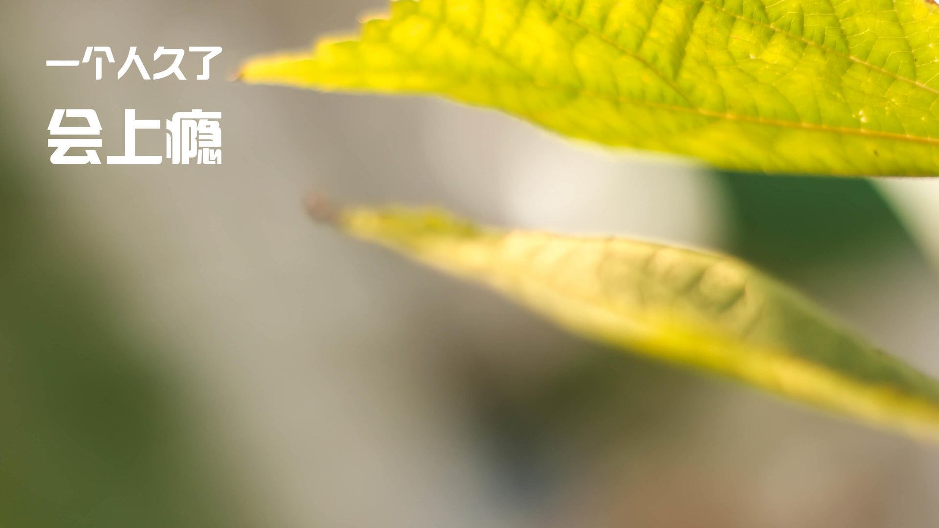 当红牛无情碾压雷诺，勒克莱尔却点燃了整个赛场