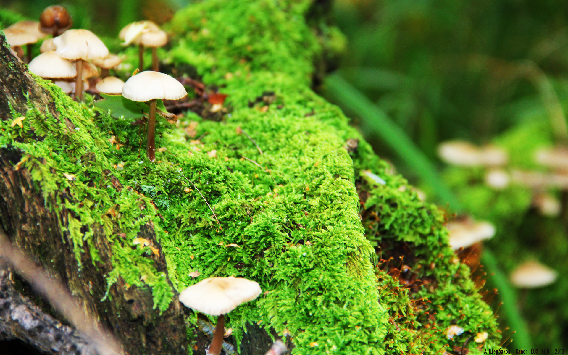 征服者之夜，多特蒙德力克美国，奥利维耶刷新历史纪录