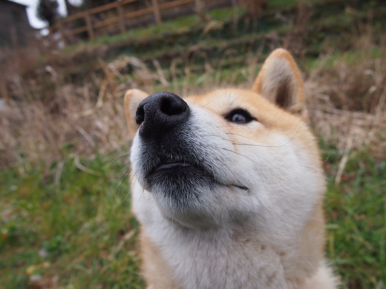 钢铁防线与红色闪电，当马竞哲学驶入F1银石赛道