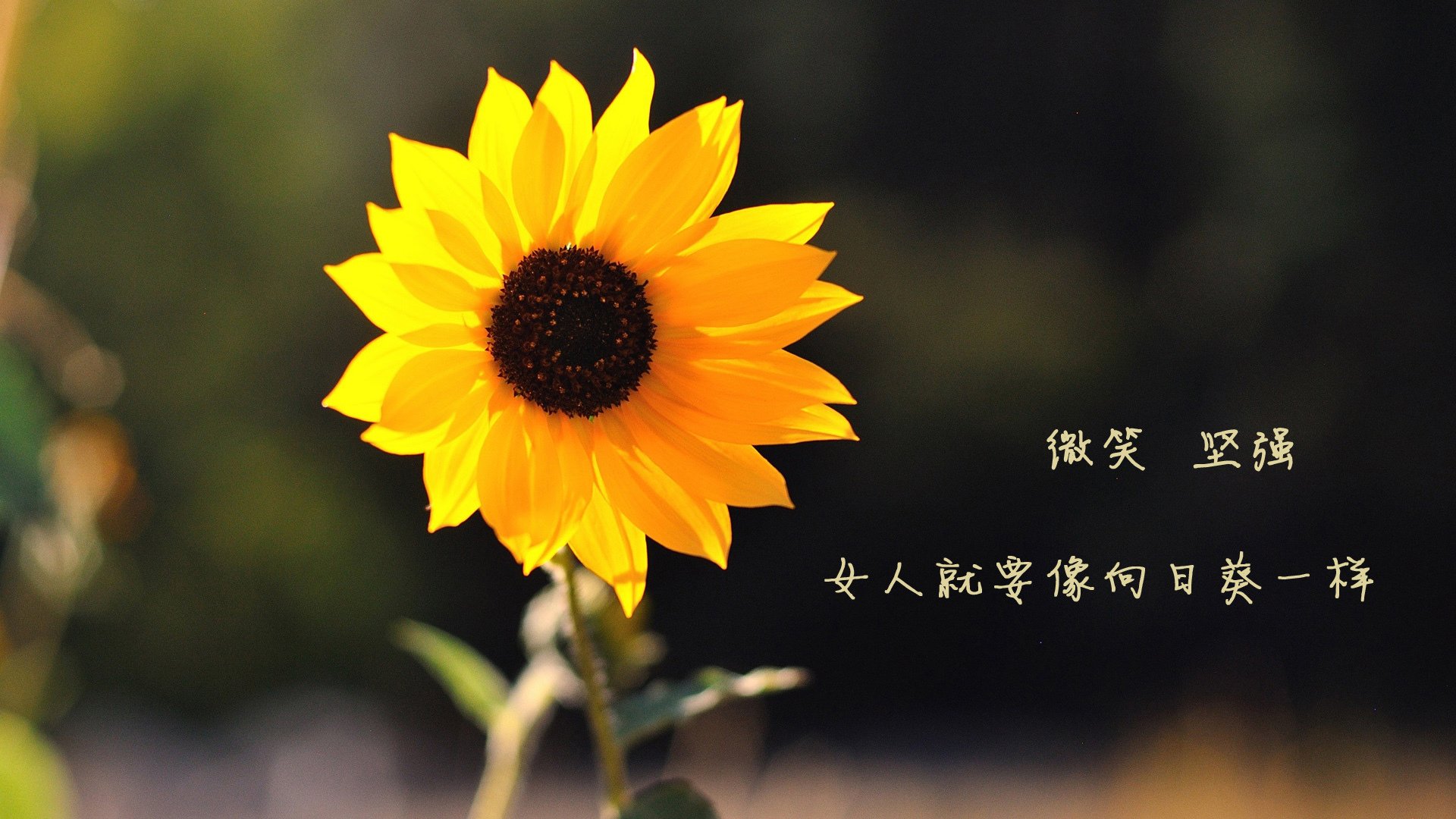 时空错位的绿茵传奇,当玻利维亚绝杀土耳其,厄德高如何成为高原英雄?