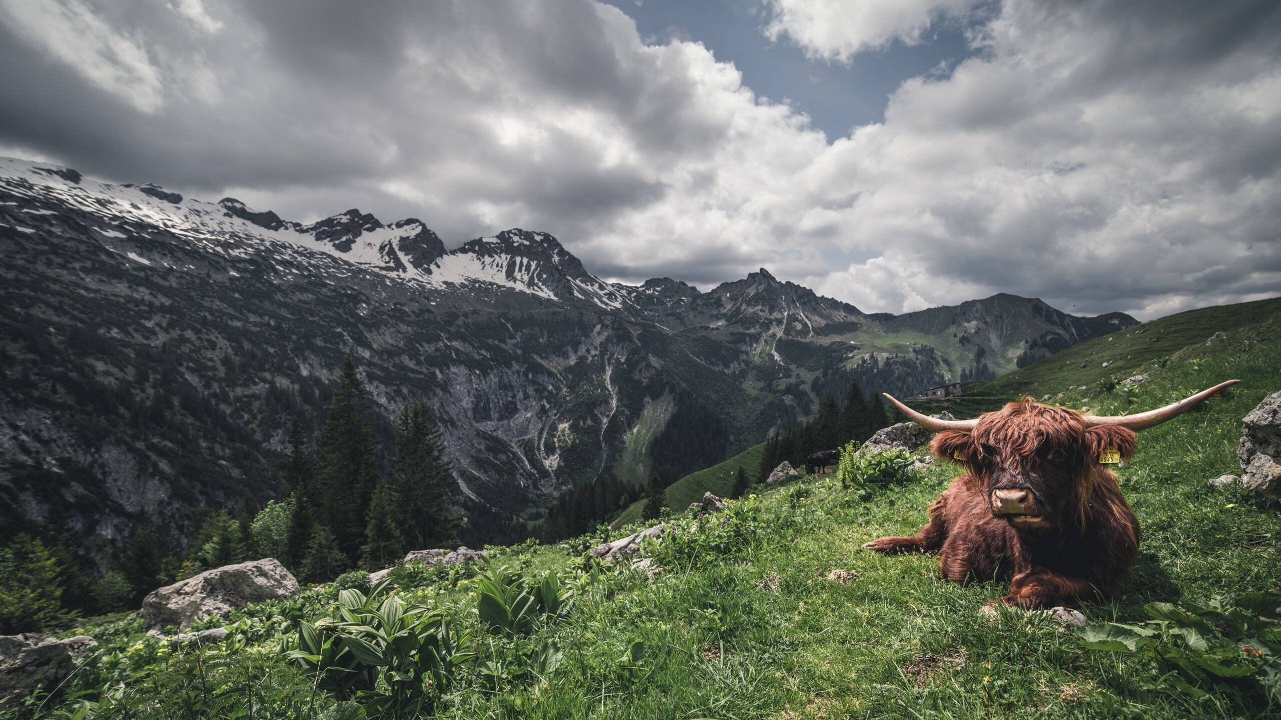爱游戏tv-英格兰鏖战智利，当绿茵场重演风帆时代的硬仗，阿坎吉的基因里藏着马尔伯勒的不朽回声
