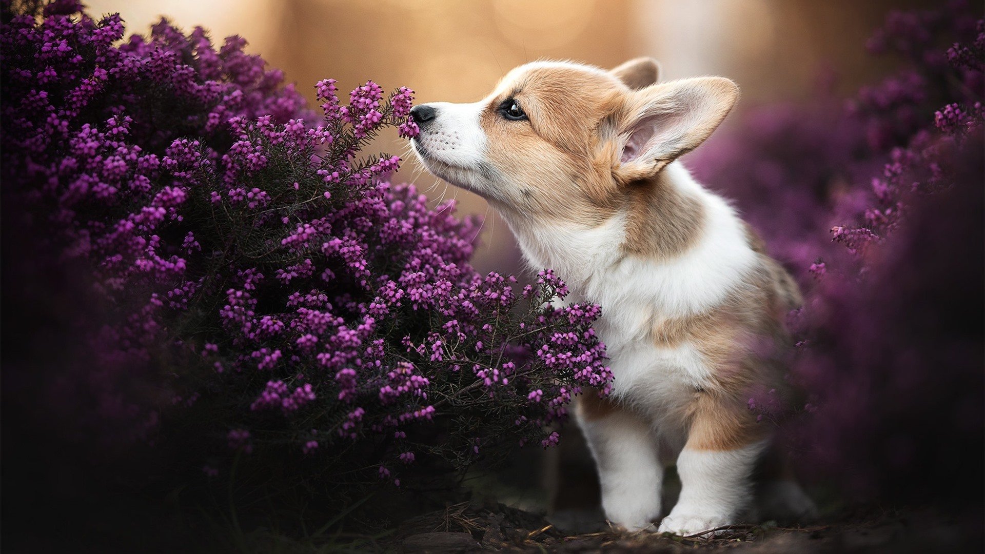 末节风暴!火箭一波流卷走山西,班凯罗全能表现锁定MVP