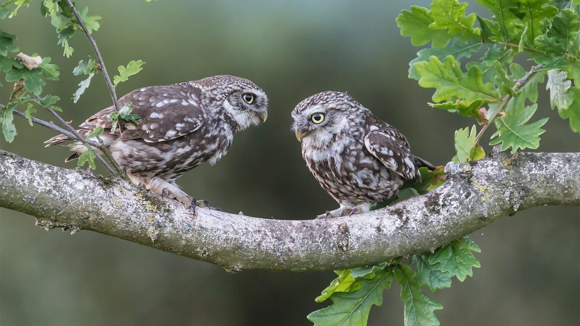 魔术师与巨人的博弈，德甲争冠夜，保罗的一人之力