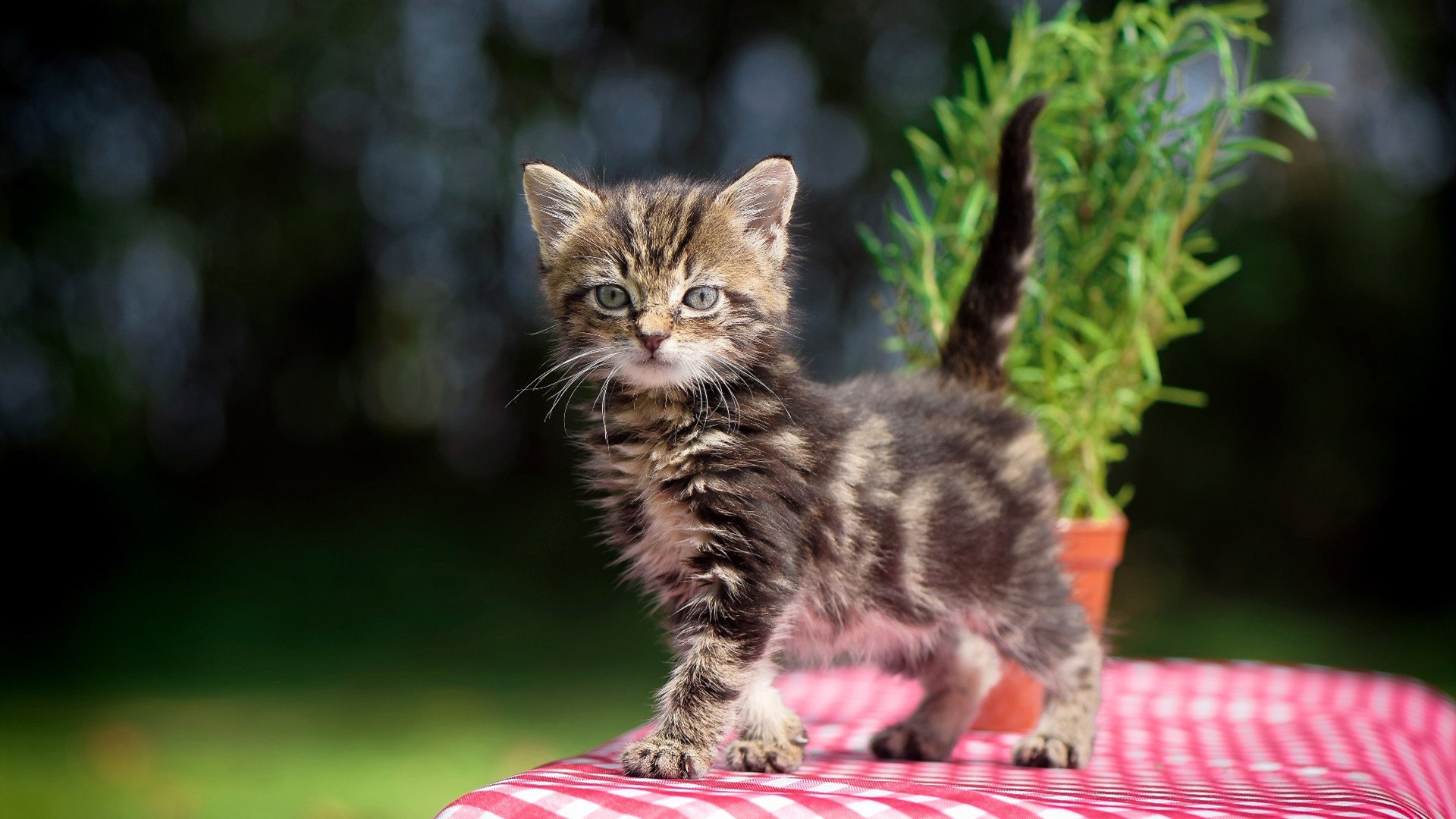 赛场上的外交，当篮球成为无声的对话