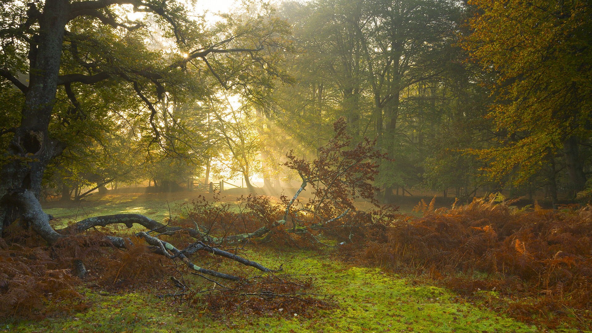 白色火焰，当塞维利亚的月光被布雷默铸成刺穿马竞心脏的匕首