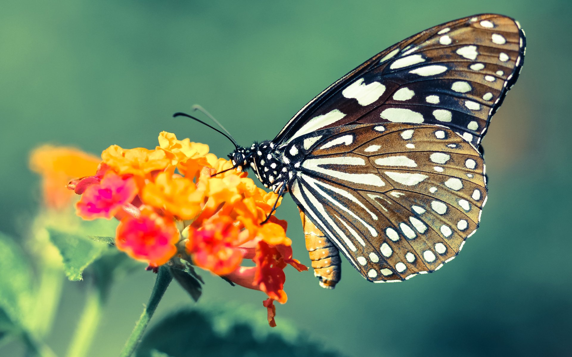 冰与火的对决，哈兰德致命一击，欧冠之巅的寂静与轰鸣