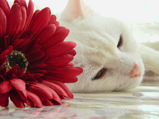 冰与火之歌,当NBA金州勇士遇见CBA广东宏远,东契奇化身跨洲际关键先生