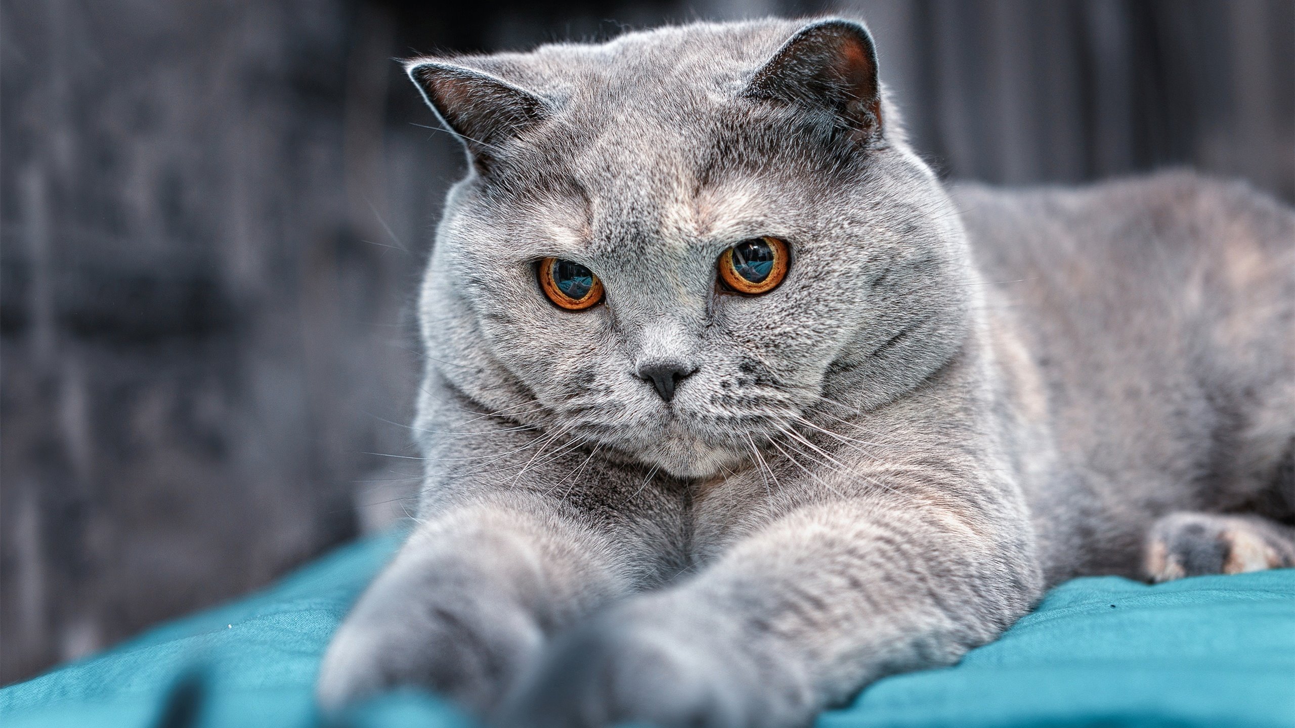 绿茵场外的传球，当伊拉克对阵利物浦，蒂亚戈持续制造杀伤