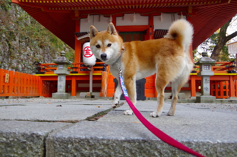 时速之光，莫德里奇魔术笔绘就马竞闪电征服爱尔兰之夜