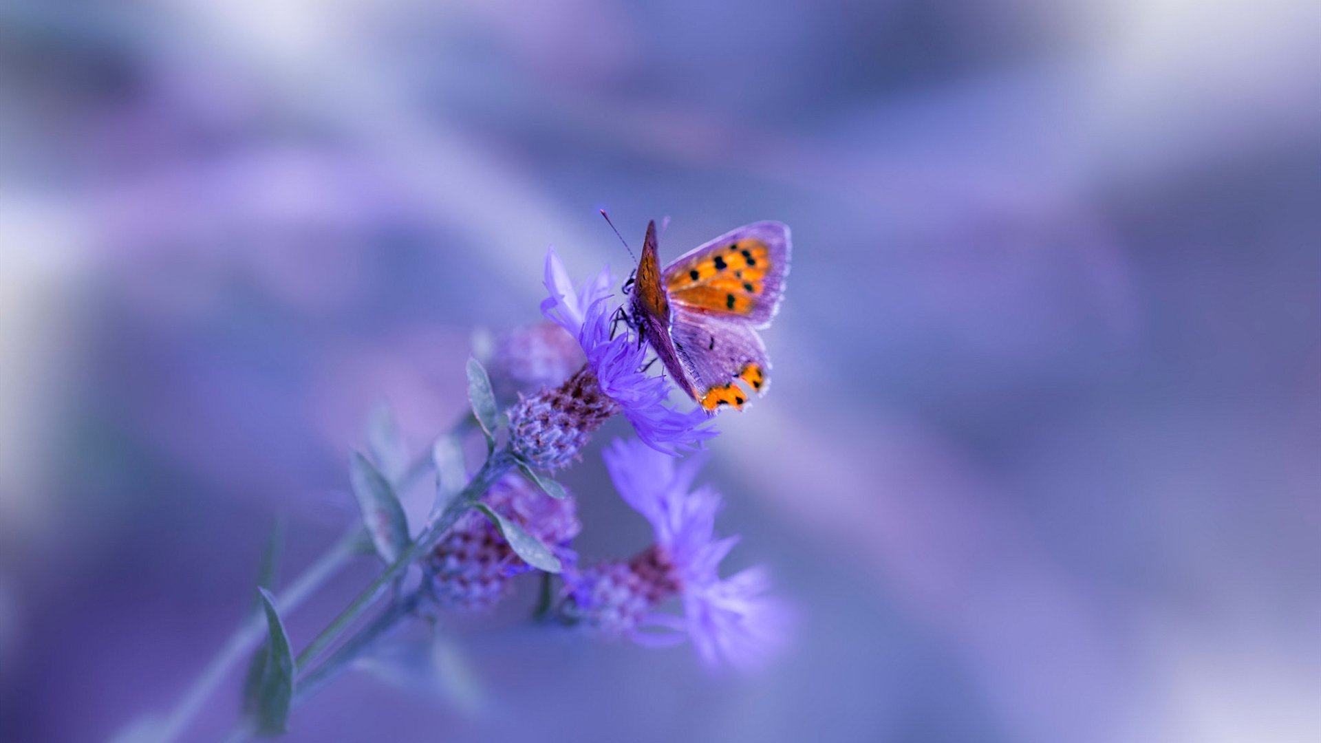 生死战的双重奏，西决焦点与曼联的苏格兰胜利